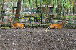 Tierpark Teilbereich