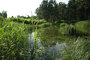 Waldbad